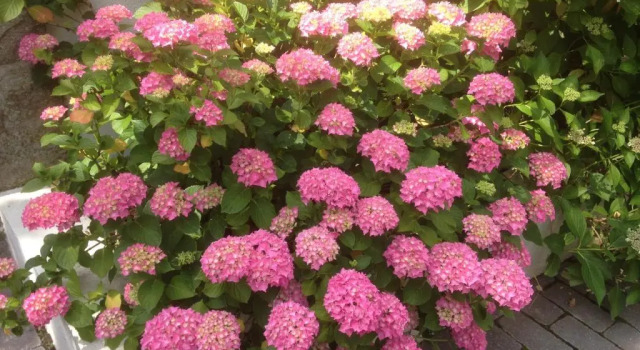 Двухместный номер Standard Les Hortensias