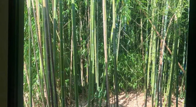 Un petit nid dans la verdure