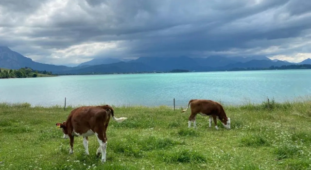 Апартаменты Allgäu-Moni Trauchgau