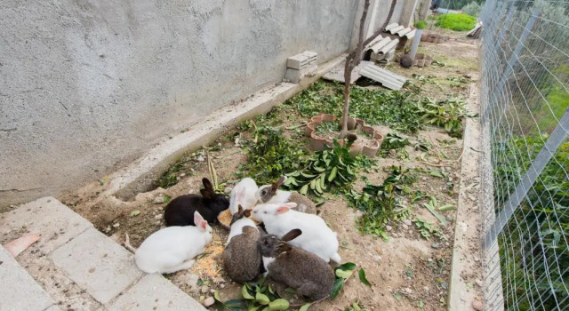 Коттедж Natura House