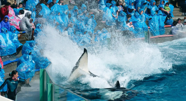 Номер Standard с видом на океан Kamogawa Sea World Hotel