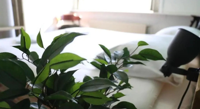 Двухместный номер Standard Hostel Roots