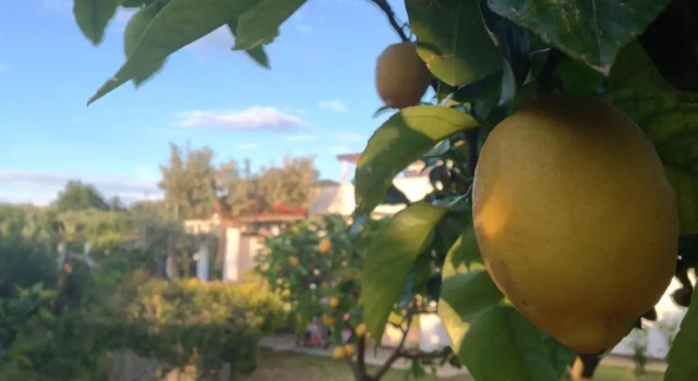 Номер Standard Hotel Al Mulino - Mediterranean Garden Retreat in AnaCapri