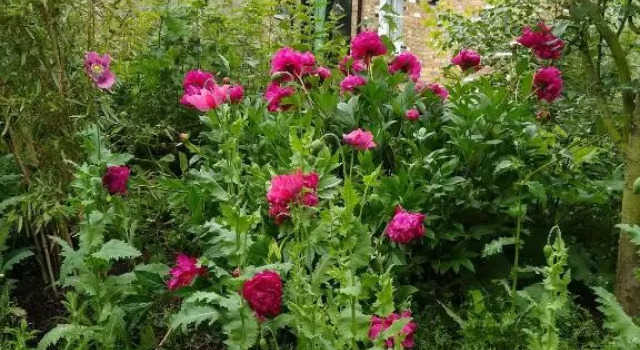 Watercress Barns, Book Hotel Hoteller i Sittingbourne med parkering, Parkering