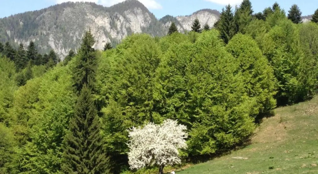 Cabana Poiana Secuilor, Rezervovat Hotel Hotely v Prahova Valley s parkováním, Parkování