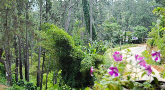 Rustle Hill Home Stay-Ella, Réserver Hôtel Ella Sri Lanka