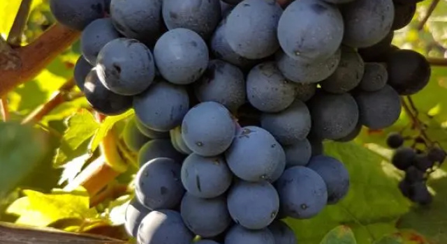 Weingut & Gästehaus Nagel, Забронировать Отель Капеллен-Друсвайлер Pfalz