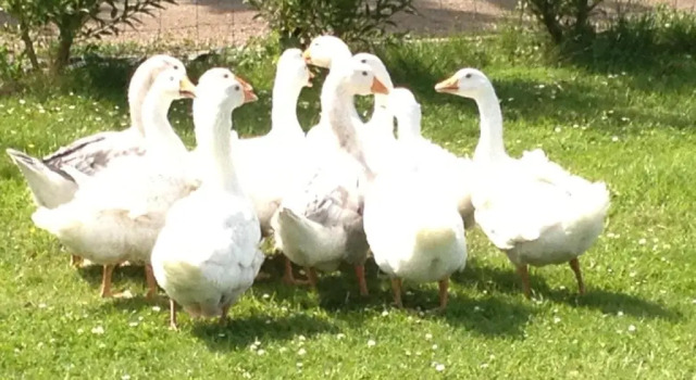 Коттедж Willow Court Farm-Studio North & Petting Farm, 8 mins from Legoland & Windsor, 15 mins from Lapland UK