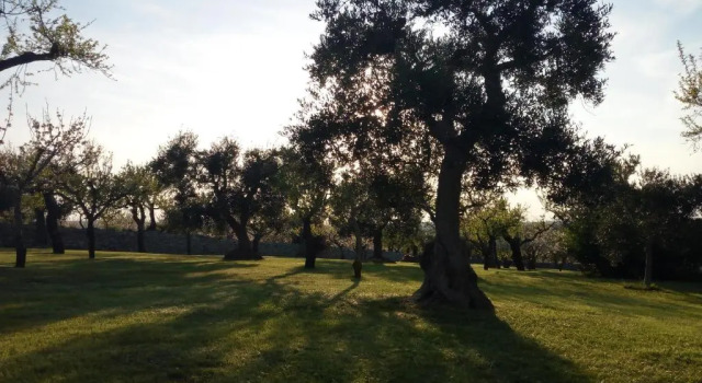 Коттедж Trulli Oasi Fiorita - Exclusive Apulian Holidays