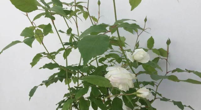 Номер Standard The White Suites