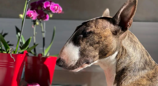 Коттедж Il Giardino del Saraceno House