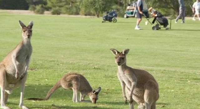 Club Capricorn, Buchen Sie Hotel Yanchep Perth und Umgebung
