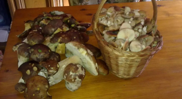 Шале Królikówka