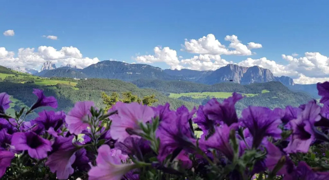 Апартаменты с видом на горы Schweiggerhof -Agriturismo- Farm Holidays
