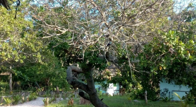 Mangrove beach bungalows, Prenota Hotel Utende 