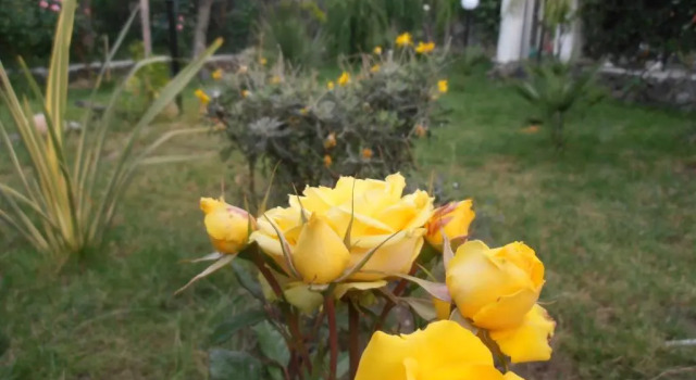Коттедж с 2 комнатами La Rosa dellEtna
