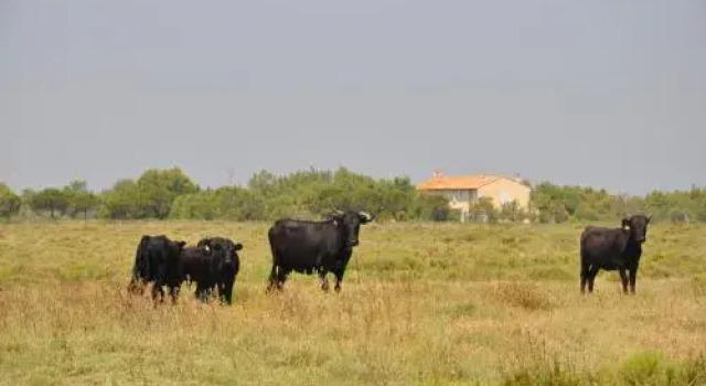 Gite Du Mas Bardouine, Забронировать Отель Отели Сент-Мари-де-ла-Мер с парковкой, Парковка