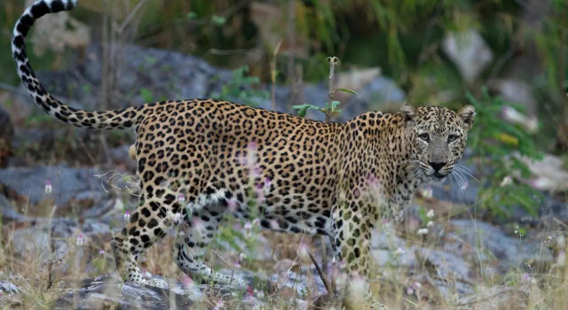 Red Earth Tadoba, Забронировать Отель Чичпалли 