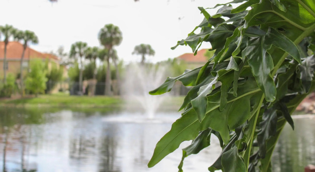 Polynesian Isles Resort By Diamond Resorts