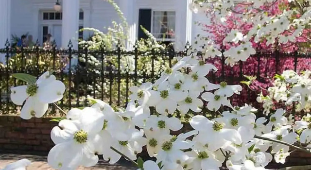 Shadowlawn Bed and Breakfast, Réserver Hôtel Columbus Mississippi