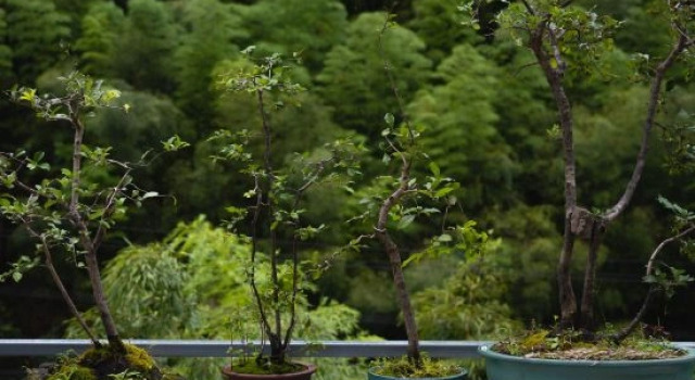 Anji Jiya Garden Homestay, Boek Hotel Huzhou Zhejiang