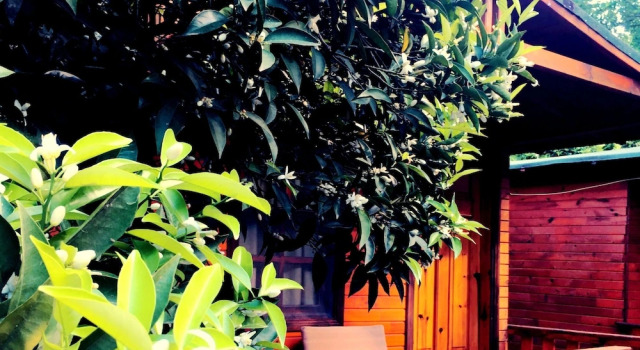 Бунгало Standard Kadir's Garden Adrasan