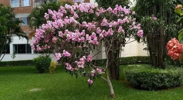 Apartamento Mundi - Império Romano - Caldas Novas