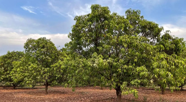 The Postcard Gir Wildlife Sanctuary, Book Hotel Hotels in Gujarat with a Pool, Swimming Pool