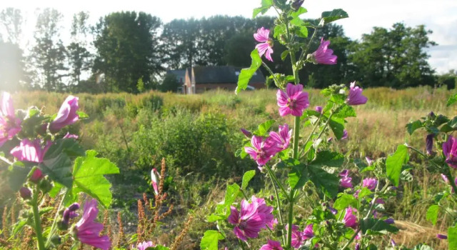 Коттедж Villa Selva