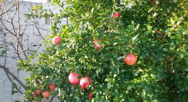 Li Curti B&B, Rezerwuj Bed and Breakfast Hotele w Melissano z parkingiem, Parking