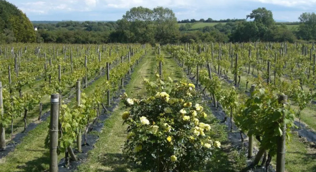 Номер Standard Glyndwr Vineyard