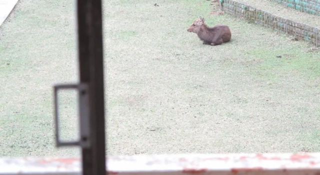 Letto in camerata The Deer Park Inn