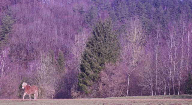 Snug Holiday Home In Aywaille With Sauna, Hot Tub, Netflix