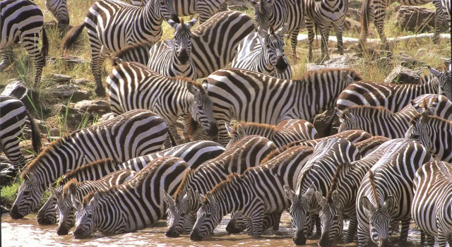 Kenya Safari – Kenya Classic Keekorok (6 Nights), Забронировать Отель Бизнес-отели Найроби Каунти, рядом с National Kenyan Investment Authority, 4* 5*
