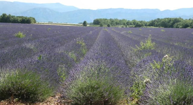 Villa Du Verdon, Rezervovat Vila Vily v Gorges du Verdon, Vila
