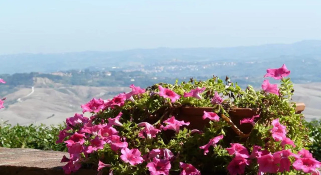 Podere Cimpoli, Prenota Hotel Chianni Toscana