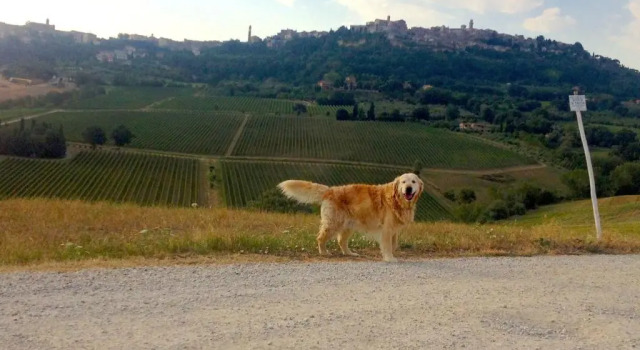 Коттедж Agriturismo San Gallo