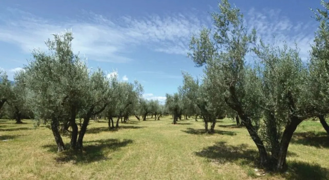 Номер Classic Agriturismo Villa Val DOlivi