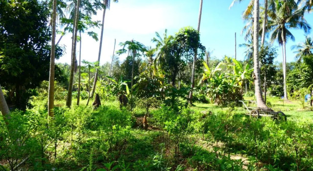 Chom Suan Homestay