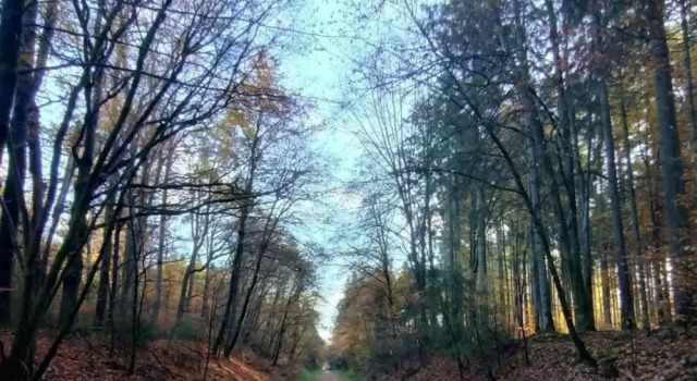 Апартаменты Rommersheim Forest Retreat
