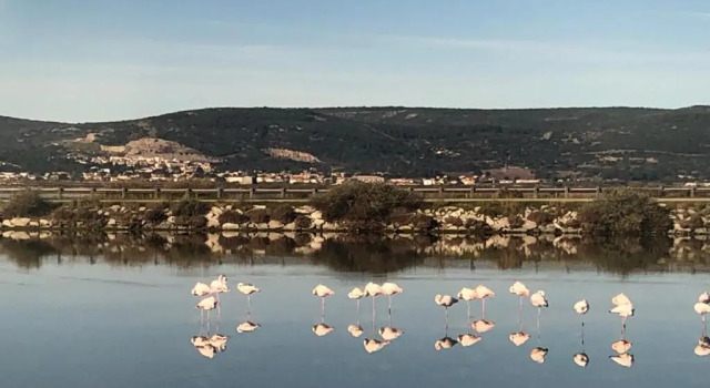 Standard huone Flamants Roses 3