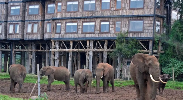 Treetops Lodge