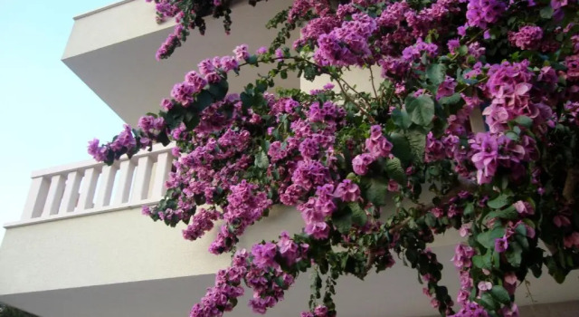 Номер Economy Apartments Villa Čizmić