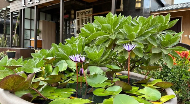 Deluxe Vila Miss Xia's Homestay