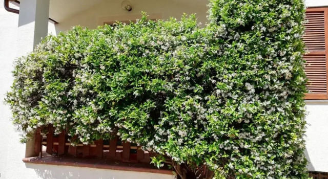 Villa Gelsomino B&B - 6 posti letto, Varaa Bed and Breakfast Campello sul Clitunno Umbria