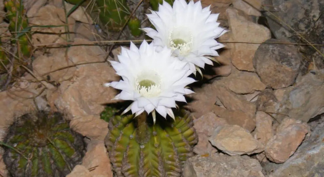 Cabaña Sol Y Brisa
