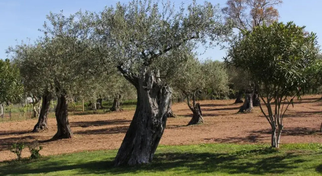 Bandb Villa Grazia