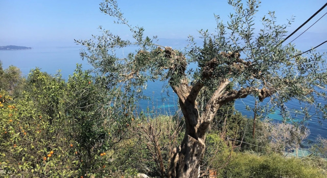 Номер Economy Corfu Bay sea view apartments 100m from the beach