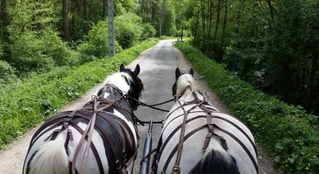 Двухместный семейный номер Standard LES CHEVAUX DE LHIPPOCAMPE