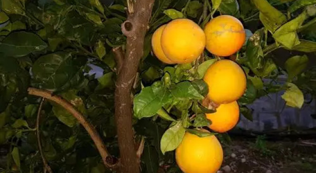 La Hoyita de Tunte, Prenota Appartamento San Bartolome de Tirajana Gran Canaria